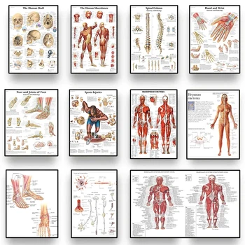 Анатомия человека, Изображение органов тела, кости, HD Плакат, холст, настенное искусство, настенная роспись для гостиной медицинской школы, украшение дома